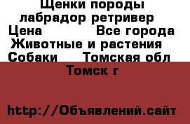 Щенки породы лабрадор ретривер › Цена ­ 8 000 - Все города Животные и растения » Собаки   . Томская обл.,Томск г.